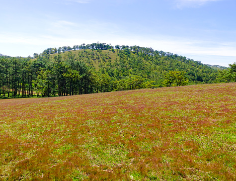 Red grass hill with pine trees in Dalat, Vietnam. Dalat was developed as a resort by the French in the early 1900s.