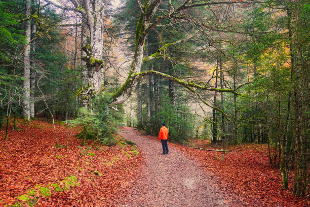istock Man on a path in the forest in autumn 1611424849
