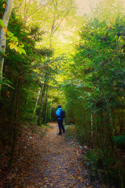 istock Man on a path in a forest in autumn 1611424853