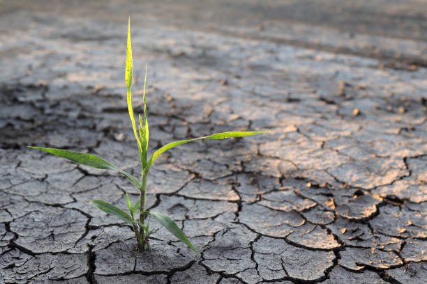 istock Plant in dried cracked mud 1611458069