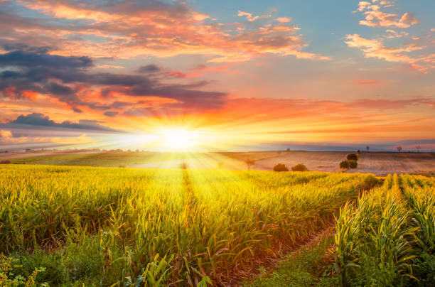 istock Beautiful sunset over the green large corn field 1611460003