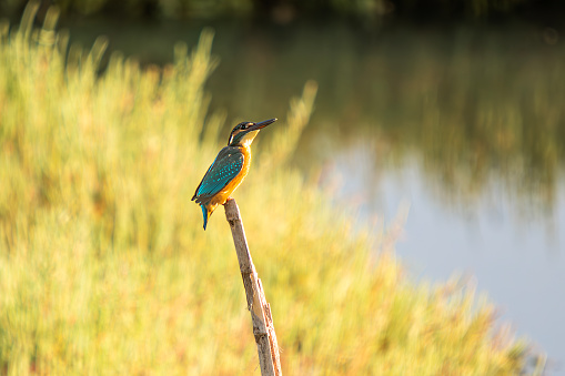 kingfisher resting on the perch