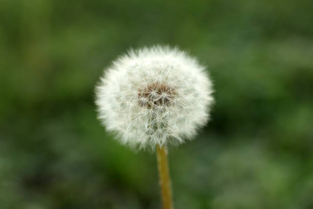istock White dandelion flowers in green grass with blurred background 1611465977