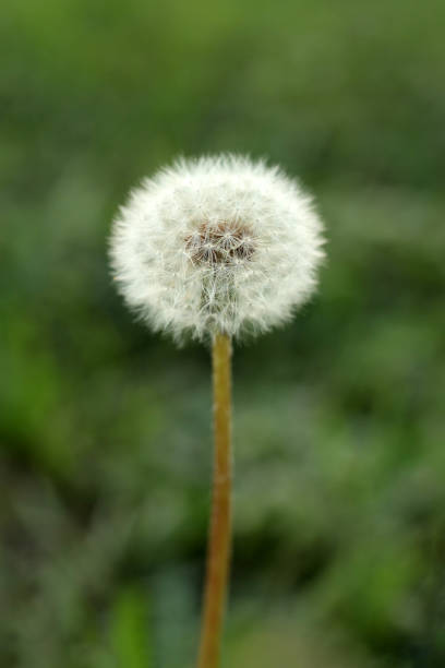 istock White dandelion flowers in green grass with blurred background 1611466513