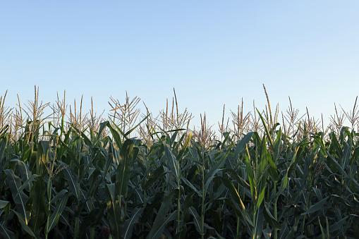 corn field against blue sky. copy space for text