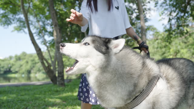 Hand held shot of Asian lady feeding her pet husky dog treat and then petting them