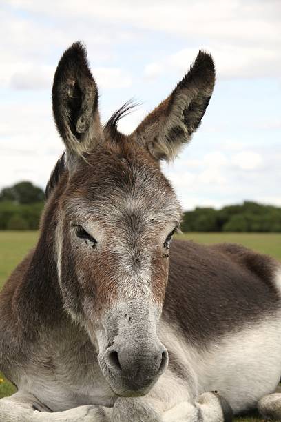 istock donkey resting new forest national park 161147338