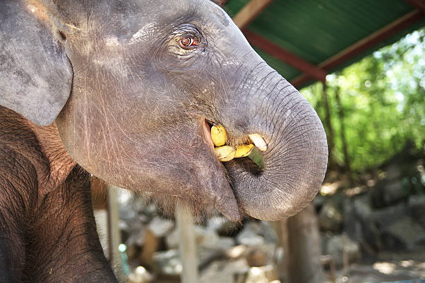 Head of elephant with bananas
