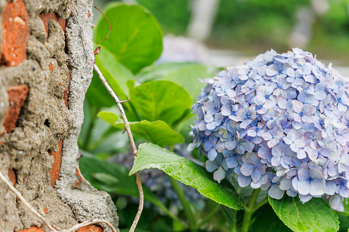 Fresh hydrangea with beautiful petals