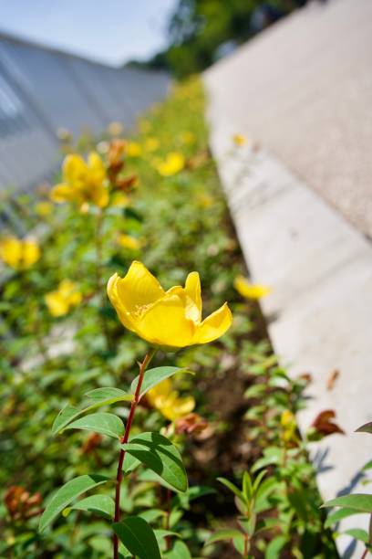 istock A single small yellow flower blooms by the roadside in spring 1611507896