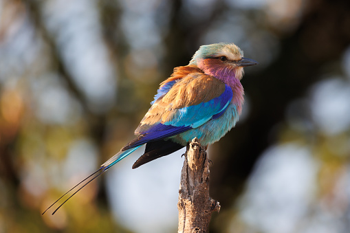 Lilac-breasted roller perched on a branch