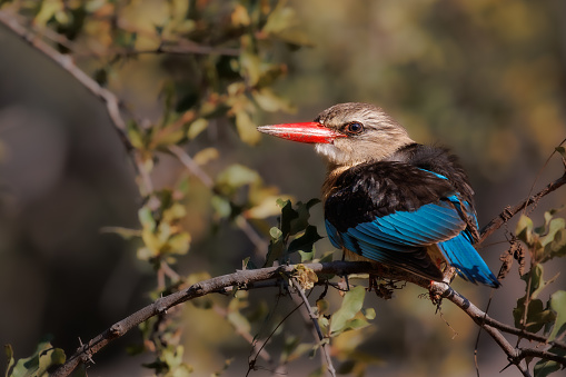 A Brown-hooded kingfisher perched