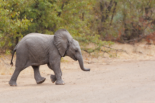 Baby elephant crossing a dirt road