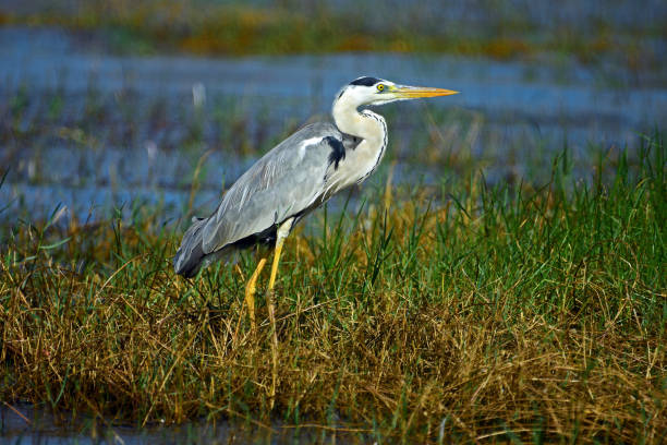 istock Grey Heron waiting for proper time for fishing. 1611530587