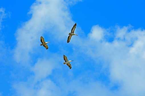 Three pelicans wandering in the sky in a sunny day - bird photography.