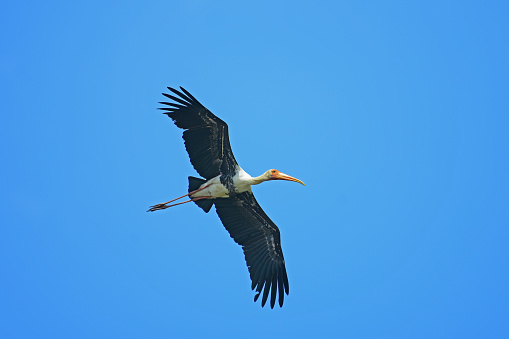 Painted Stork in flight against blue sky - bird photography.