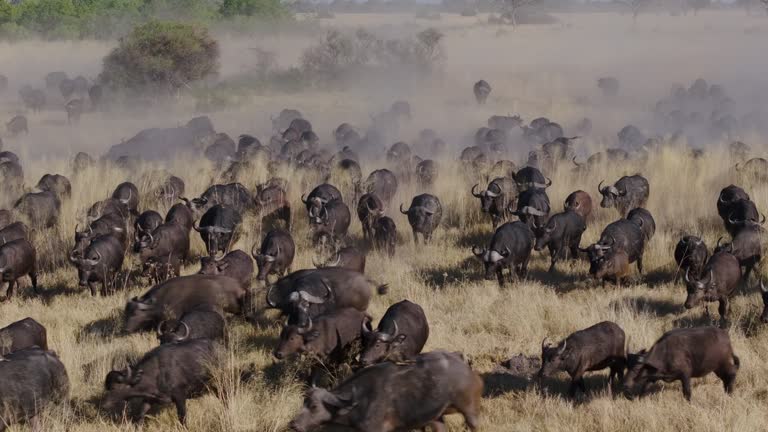 Spectcular aerial zoom in. Large herd of Cape Buffalo running towards the camera in the African bush