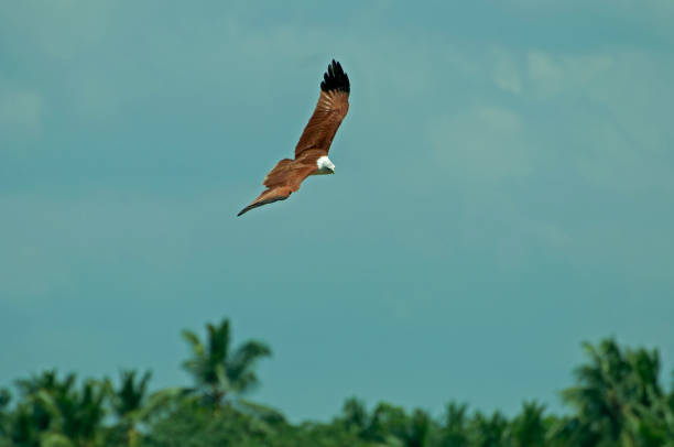 istock Brahminy kite in flight against sky. 1611535834