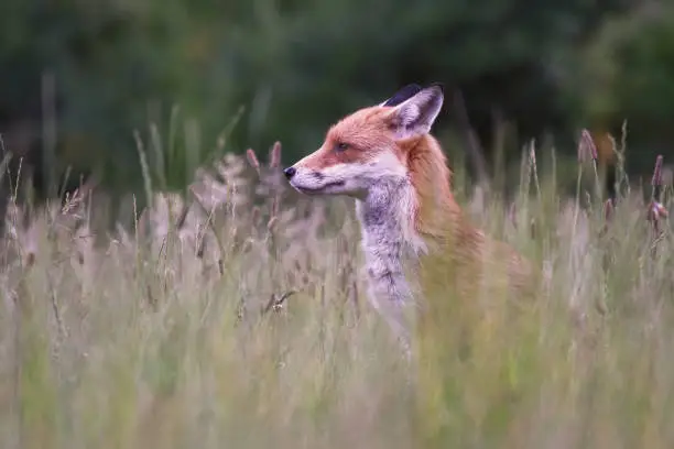 Photo of Red Fox In Meadow Portrait