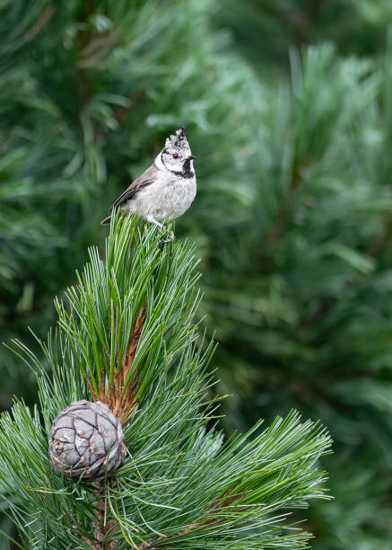 istock The crested tit on Swiss pine (Lophophanes cristatus) 1611573016