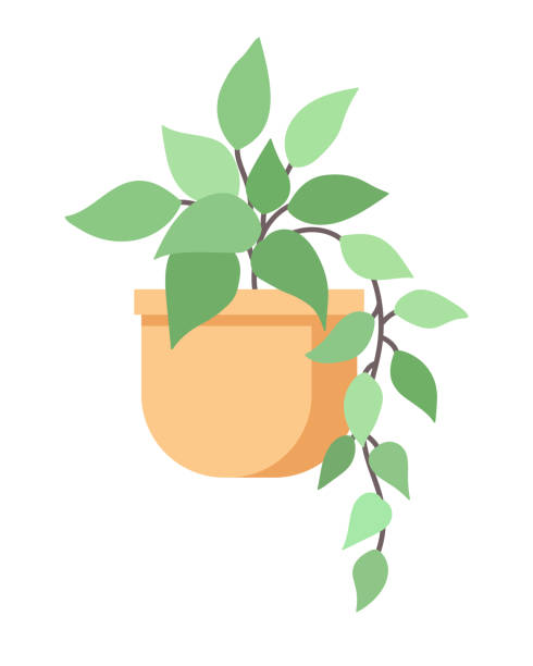 illustrations, cliparts, dessins animés et icônes de plante d’intérieur - ivy houseplant isolated plant