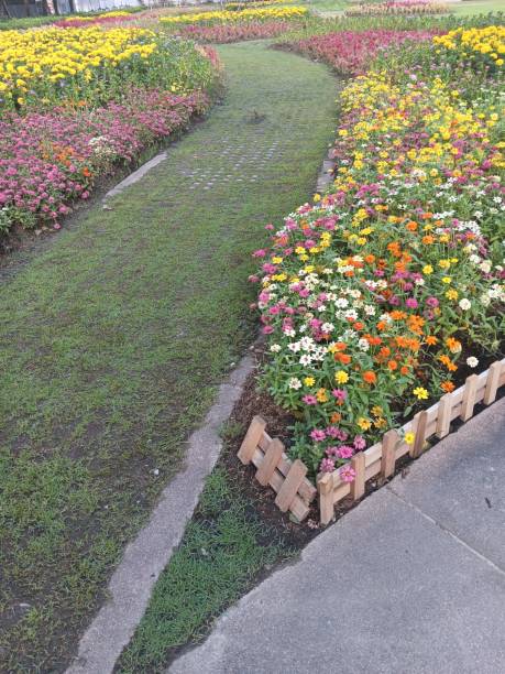 istock colorful flowers in the garden 1611590789