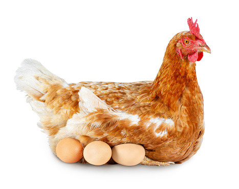 side view of one red laying hen hatching eggs isolated on white background. Chicken look at camera