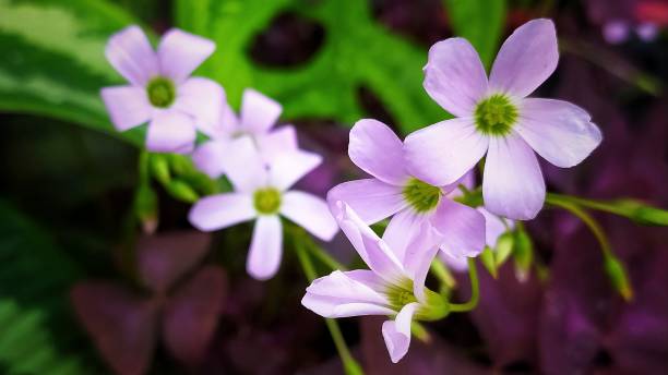 Oxalis Triangularis or purple shamrock which is known as an ornamental flower
