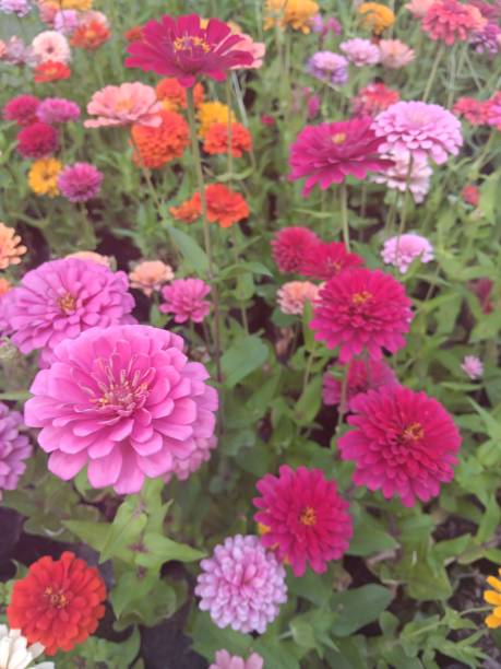 istock colorful flowers in the garden 1611632721