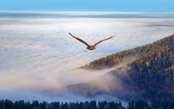 Red-tailed Hawk flying over the mountains with sky background