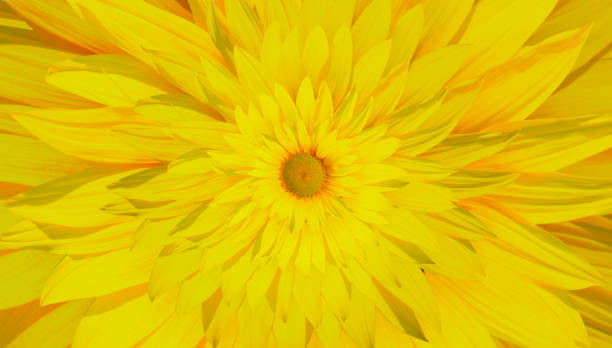 istock Abstract background of a tiered blooming sunflower 1611633238