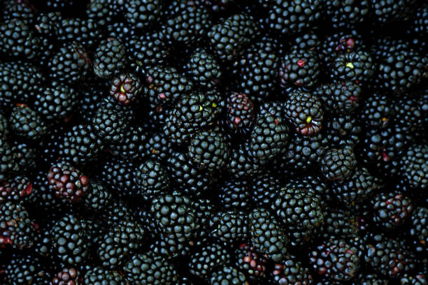 istock Close up fresh ripe blackberries as background. Top view, Flat lay 1611648989
