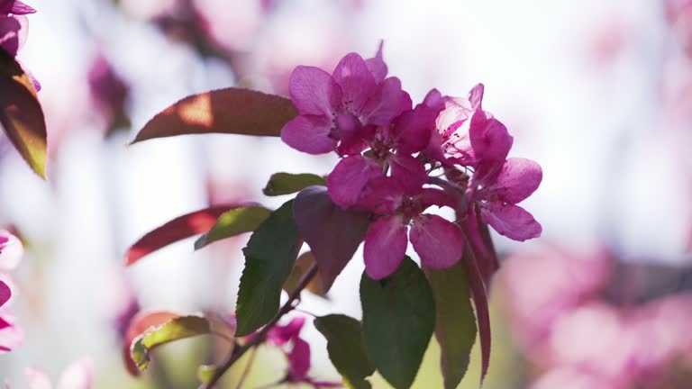 bright purple apple flowers in sunny day