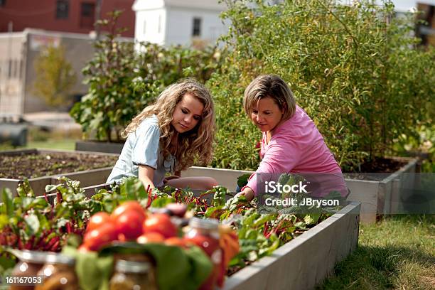 Estilo De Vida Saludable Caucásica Madre Hija Recolección Homegrown Verduras Y Productos Foto de stock y más banco de imágenes de Adolescente