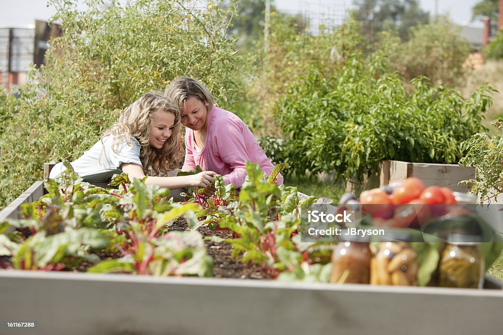 Mother and daughter picking vegetables from their garden A waist up image of a caucasian real mother and her teenage daughter picking vegetables together in a garden.    16-17 Years Stock Photo