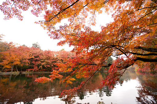 Reflection of colorful maple tree on a lake during autumn