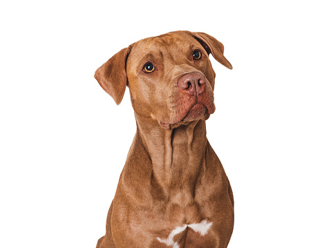 Hungry Weimaraner puppy, looking at camera and eating at his feeder on white background. Healthy feeding of dogs and domestic pets