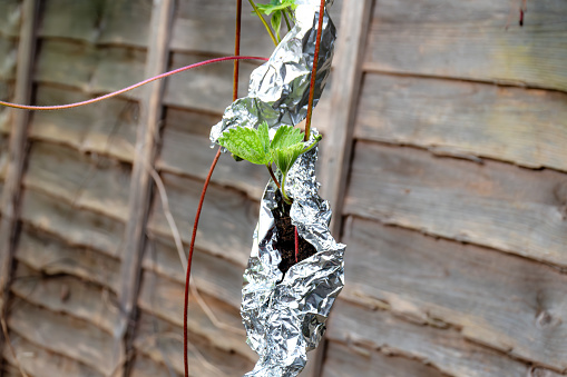Growing strawberries from runners in tin foil