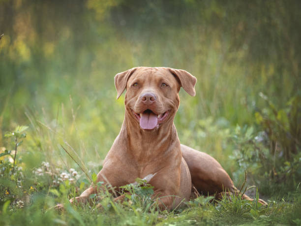 istock Cute dog walks in a meadow on green grass 1611698951