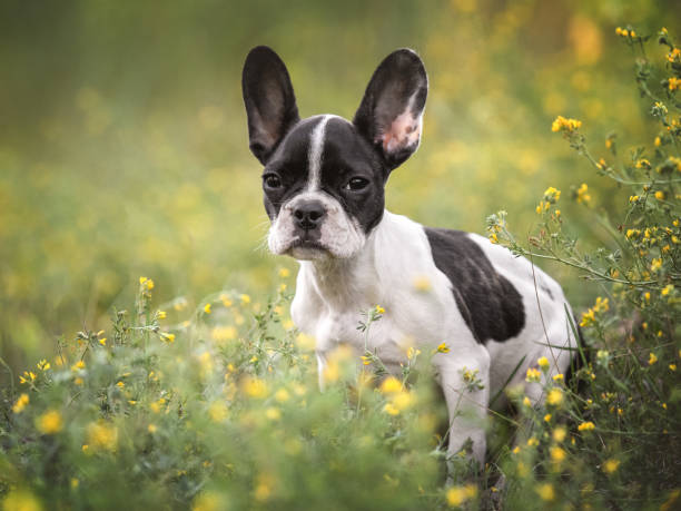 istock Cute puppy walks in a meadow on green grass 1611699472