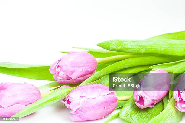 Rosa Túlipas - Fotografias de stock e mais imagens de Beleza natural - Beleza natural, Botânica - Ciência de plantas, Bouquet