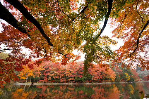 Reflection of colorful maple tree on a lake during autumn