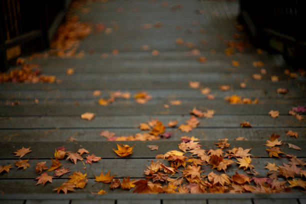 Fallen autumn leaves on the wooden ground