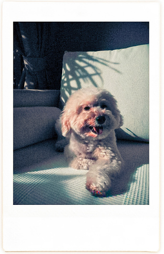 instant print of toy poodle sitting on sofa looking at camera smiling
