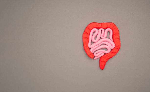 istock A large intestine shape made from plasticine over a gray background 1611719759