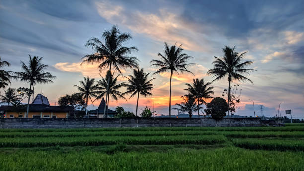 istock Landscape background coconut trees silhouette at sunset 1611723937