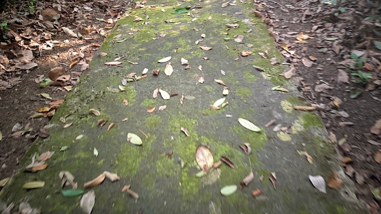 paths made of cement that are mossy and filled with dry leaves that fall on them