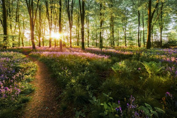 istock Dawn sunrise in bluebell forest in England 1611728304