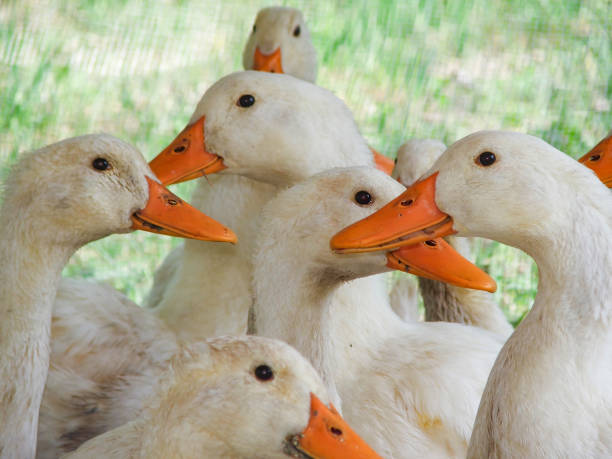 istock Funny geese heads on the farm 1611739117