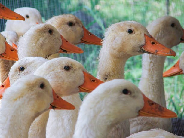 istock Flock of white domestic geese. 1611739126